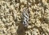 Melitaea didyma